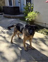 Bandit - Photo 2