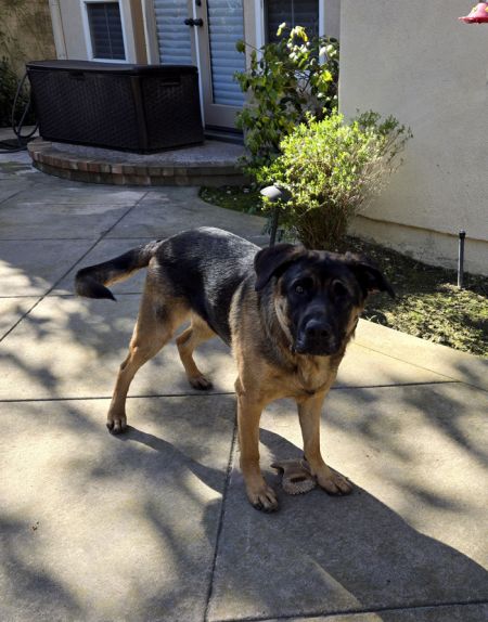 BANDIT - German Shepherd Dog available for adoption