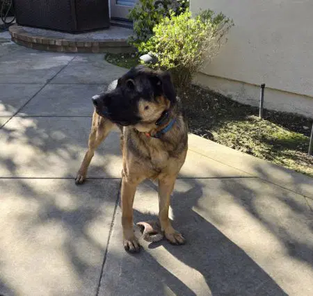 Bandit image 4