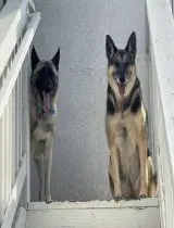 Phoenix - German Shepherd Dog