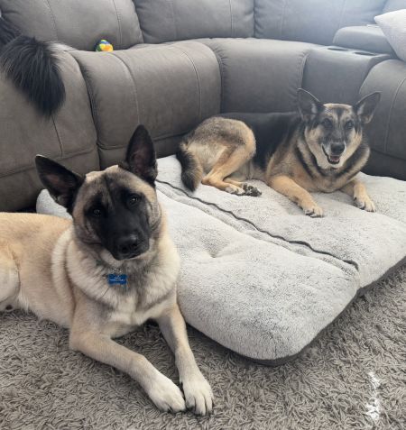 PHOENIX - German Shepherd Dog available for adoption