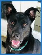 Hank - Black Labrador Retriever