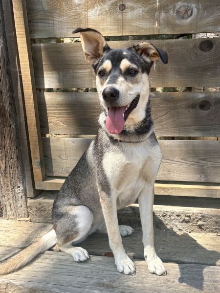 DECCA - German Shepherd Dog / Black Labrador Retriever available for adoption