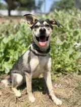 Decca - German Shepherd Dog