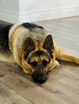 Gus Image