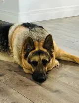 Gus - German Shepherd Dog