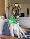 Cooper - Photo 1
