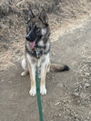 Cooper - Photo 3