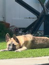Enzo - Photo 1