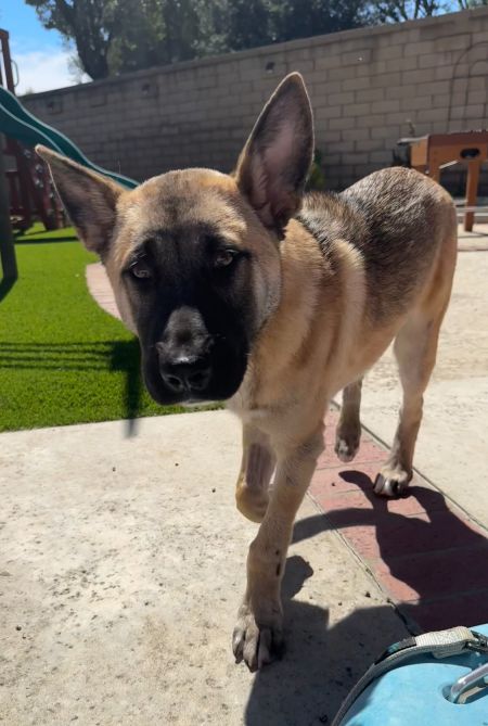 ENZO - German Shepherd Dog / Labrador Retriever available for adoption