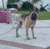 Enzo - Photo 4