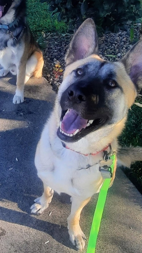 Enzo, an adoptable German Shepherd Dog in Irvine, CA