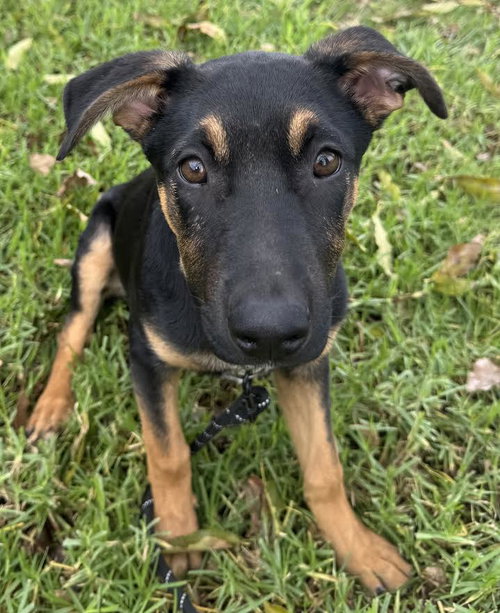 EVEREST - German Shepherd Dog available for adoption