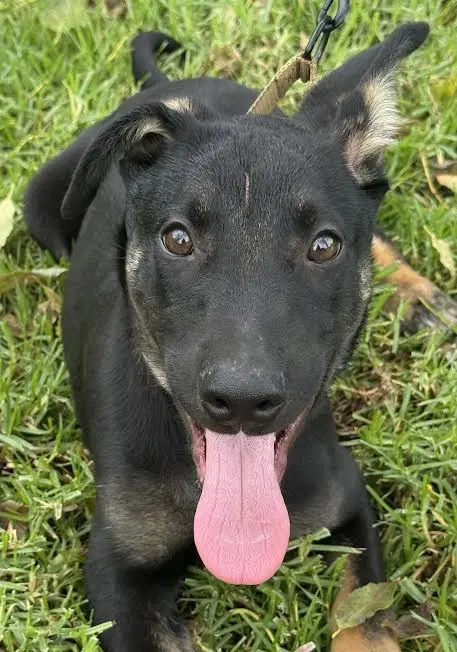 Everest - German Shepherd Dog