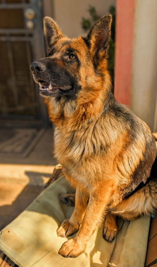 Korra, an adoptable German Shepherd Dog in Irvine, CA