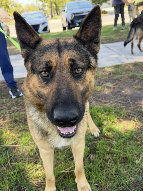 Finn, an adoptable German Shepherd Dog in Irvine, CA