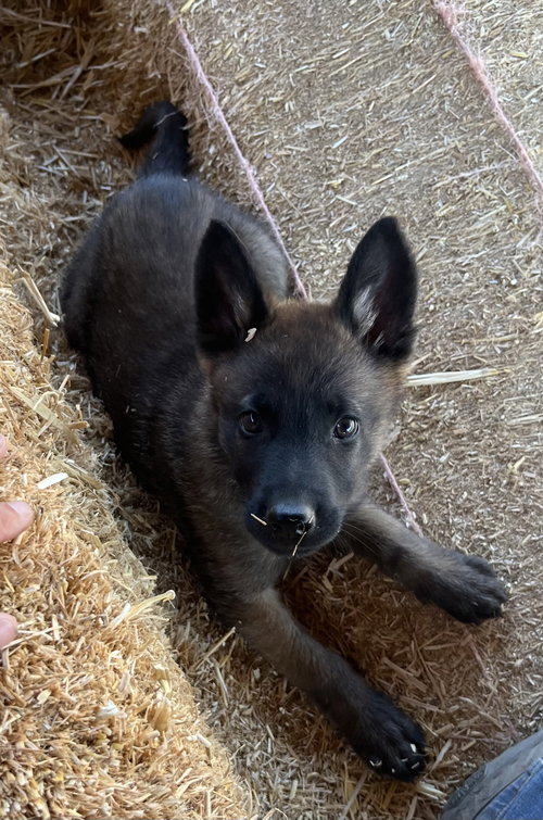 Cowboy, an adoptable Belgian Shepherd Malinois in Irvine, CA