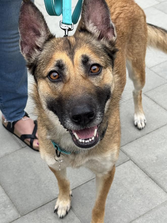 Belladonna - German Shepherd