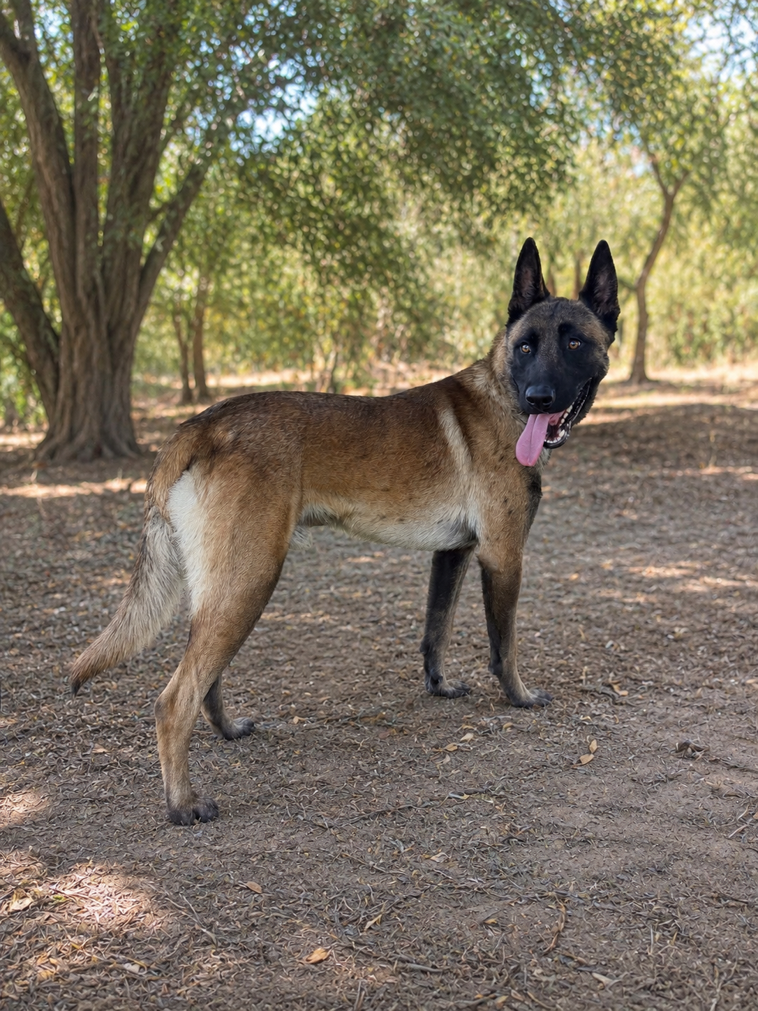Goose, Belgian Shepherd Malinois
