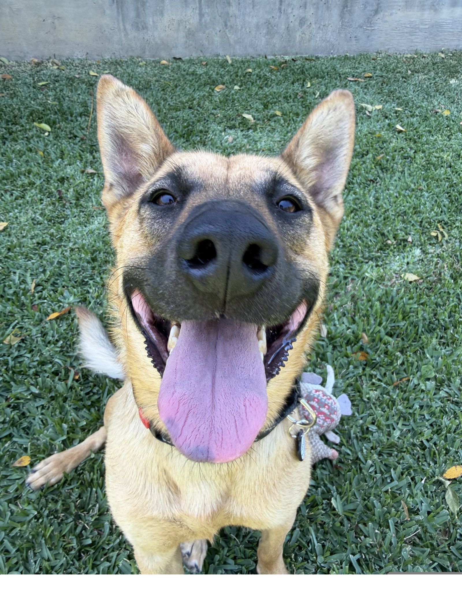 Marshall, German Shepherd Dog
