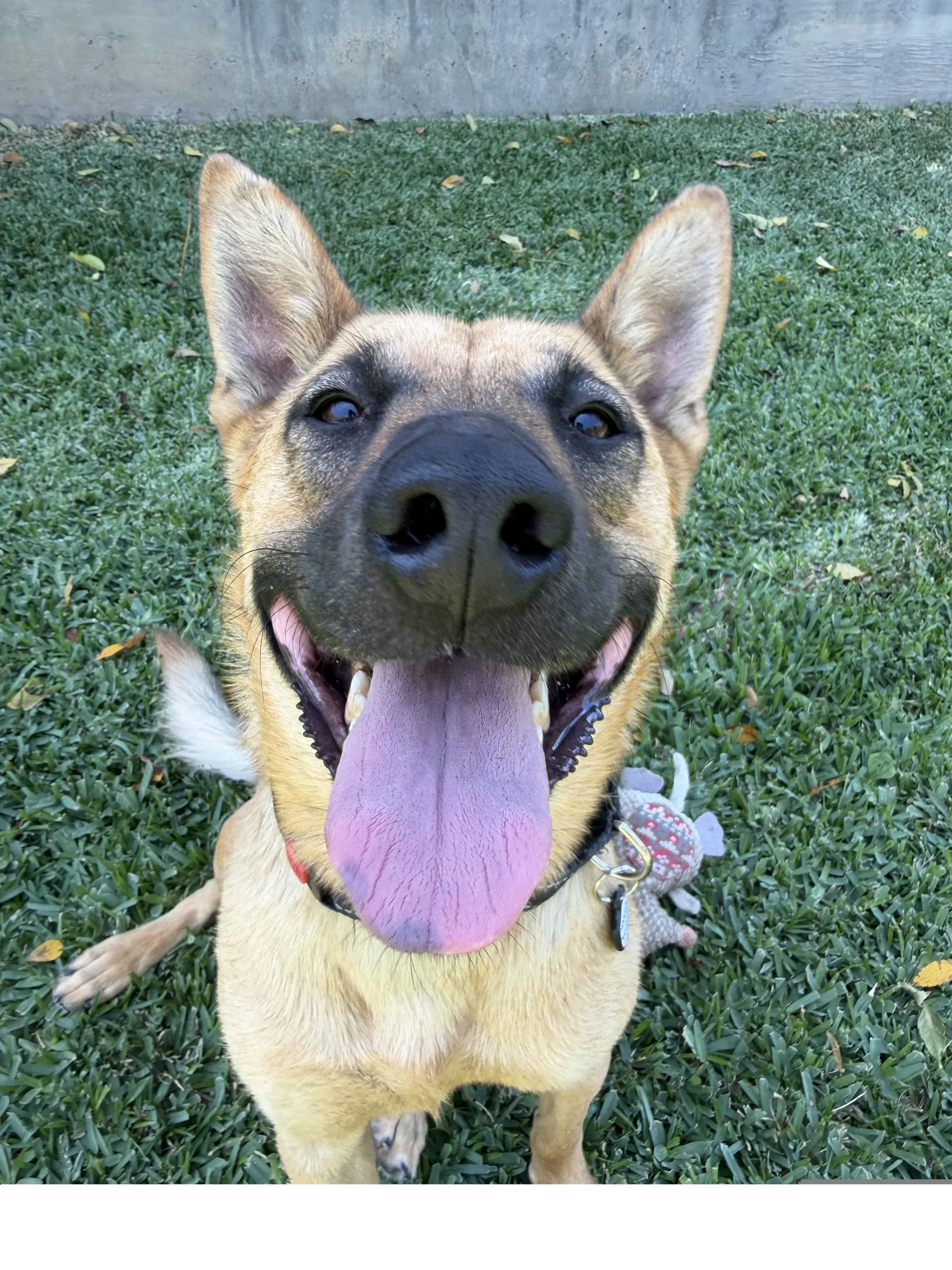 Marshall - German Shepherd Dog