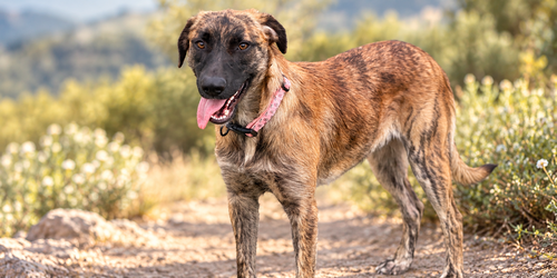 Abbey, Hound / Dutch Shepherd / Mixed