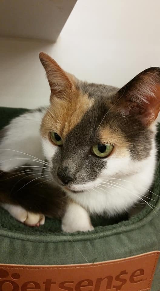 adoptable Cat in Franklin, TN named LILITH