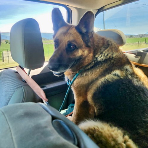 Zeus, an adoptable German Shepherd Dog in Yreka, CA