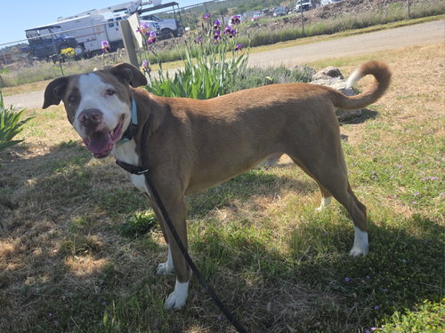 Rex, photo 5