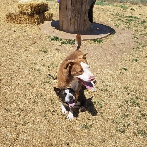 Rex, photo 12