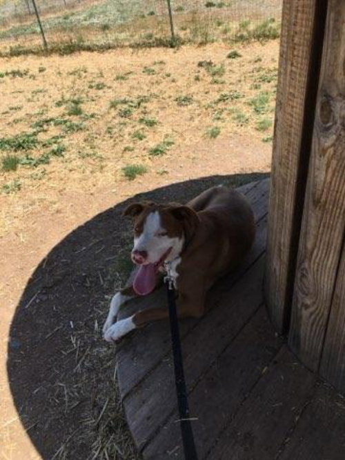 Rex, photo 13