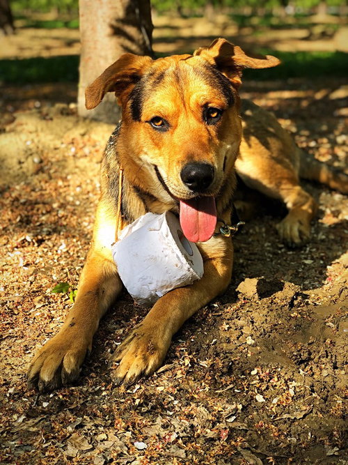 Renegade, photo 8