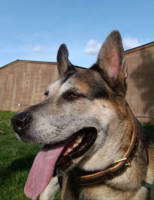Hasiko, photo 5