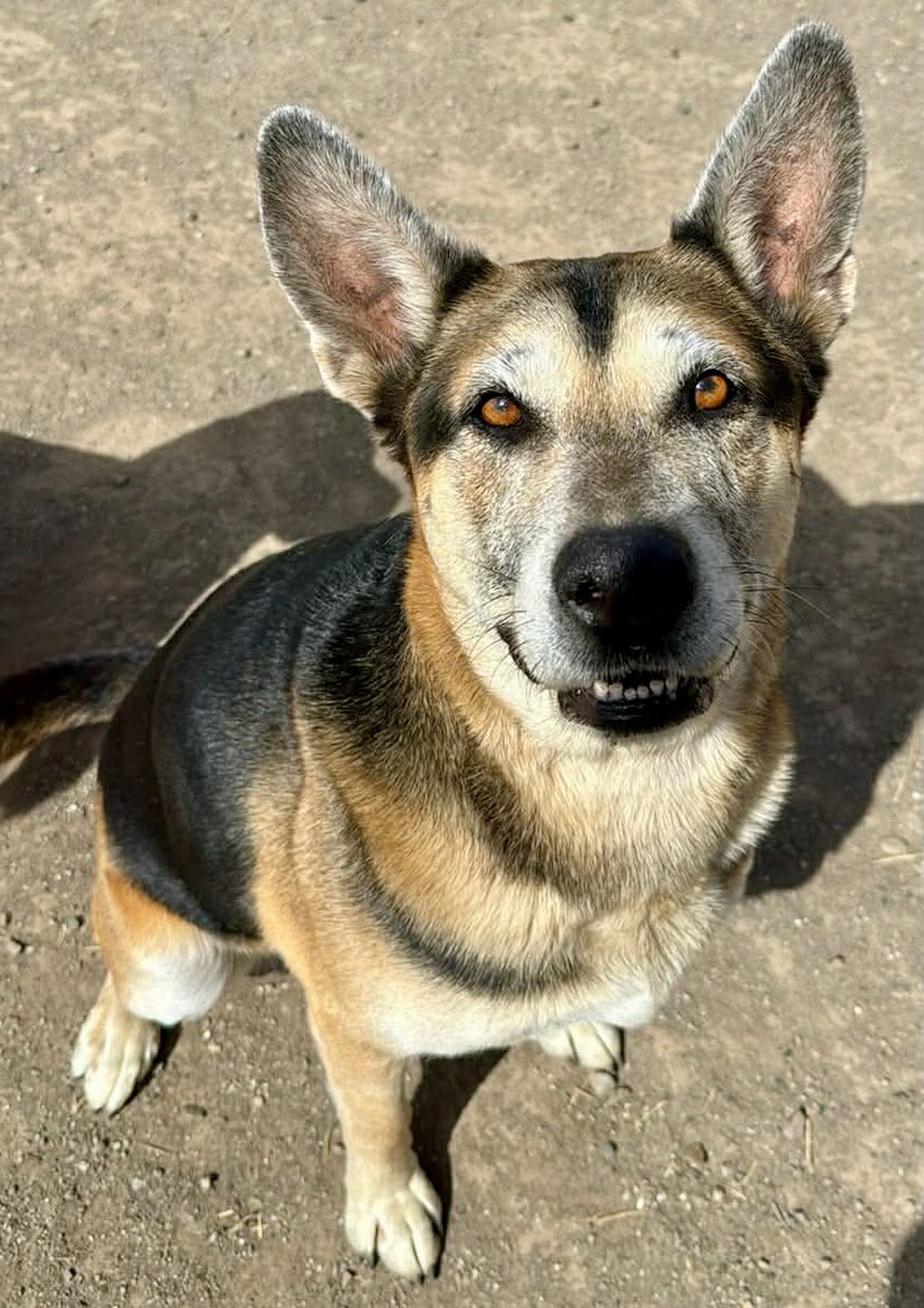 Hasiko