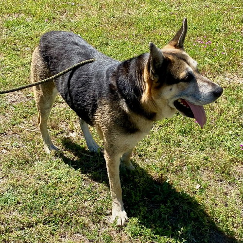 Hasiko, photo 2