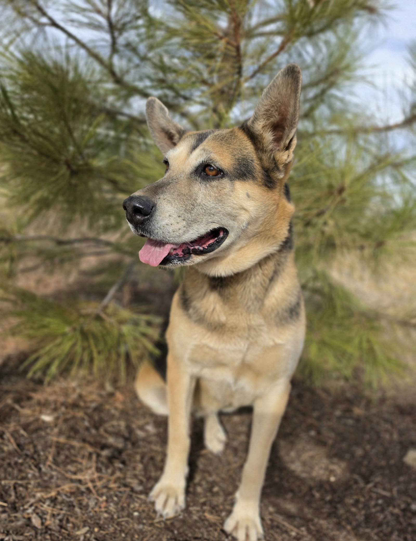 Hasiko, photo 2