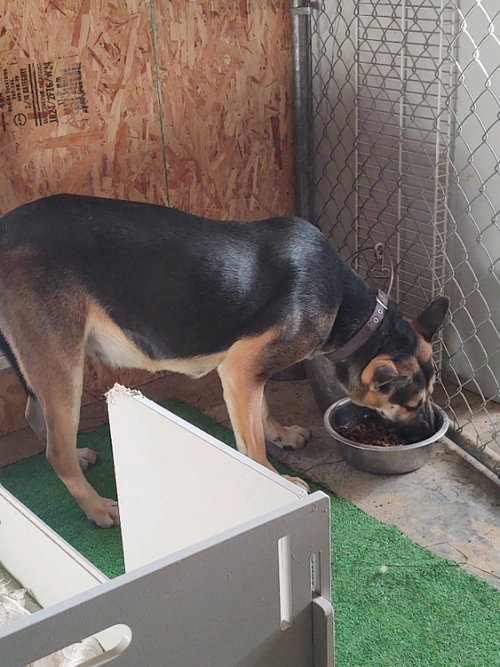 Hasiko, photo 7