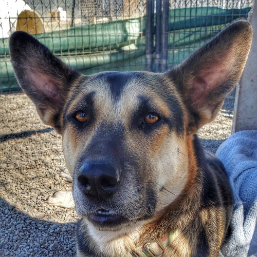 Hasiko, photo 6