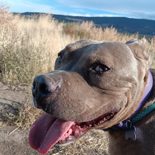 Yoki, an adoptable American Staffordshire Terrier in Yreka, CA