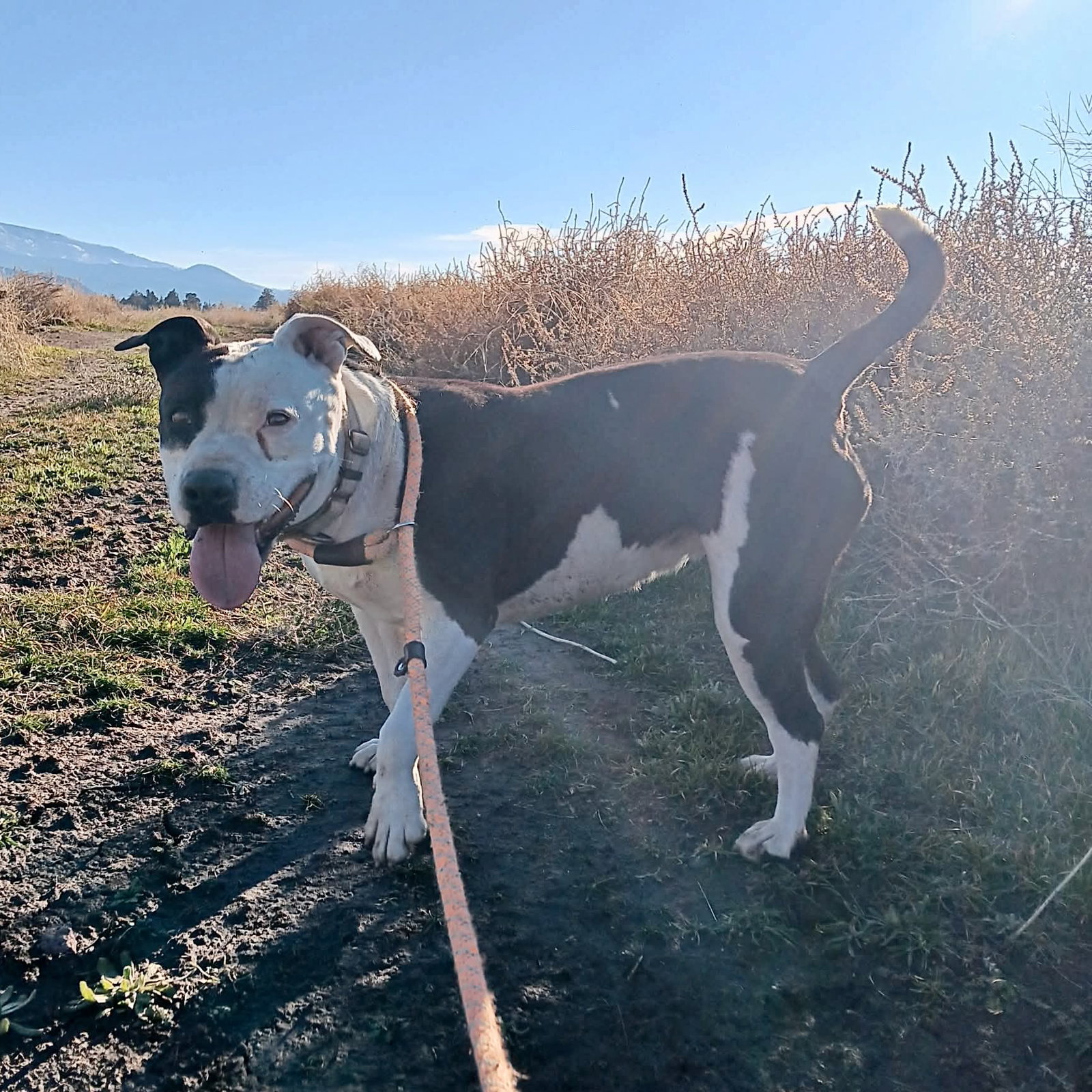 Ramona
