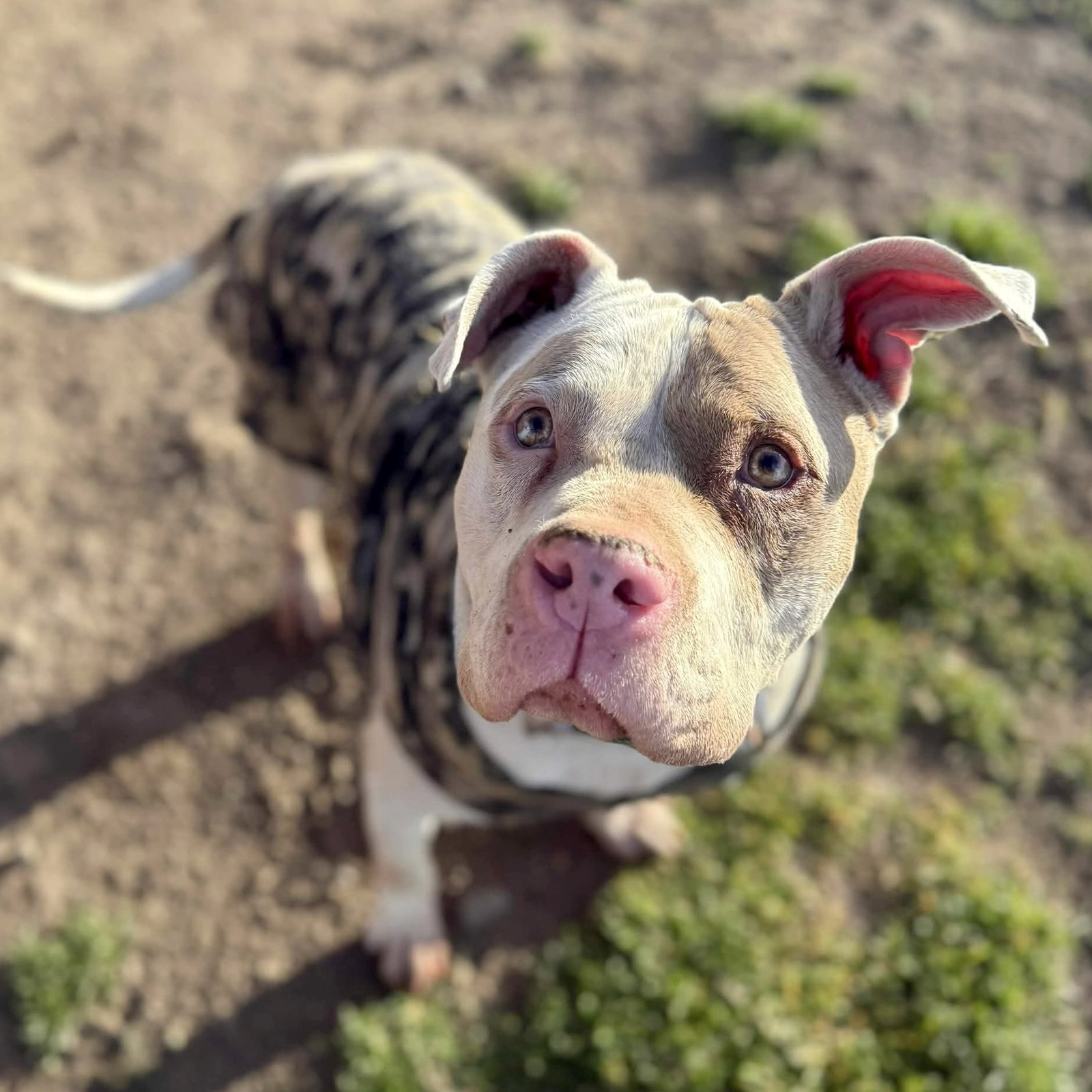 Paco
