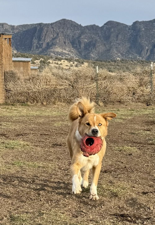 Tocho, photo 2
