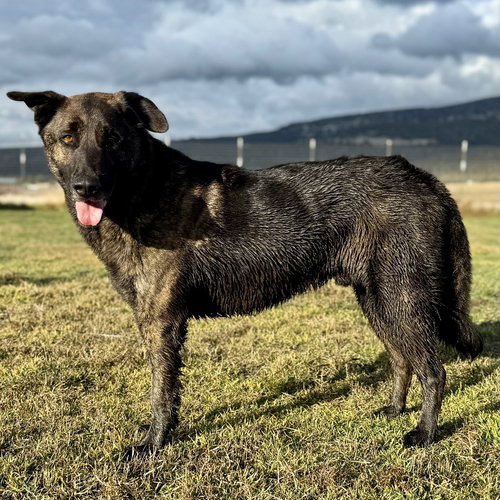 Mack, an adoptable Shepherd in Yreka, CA