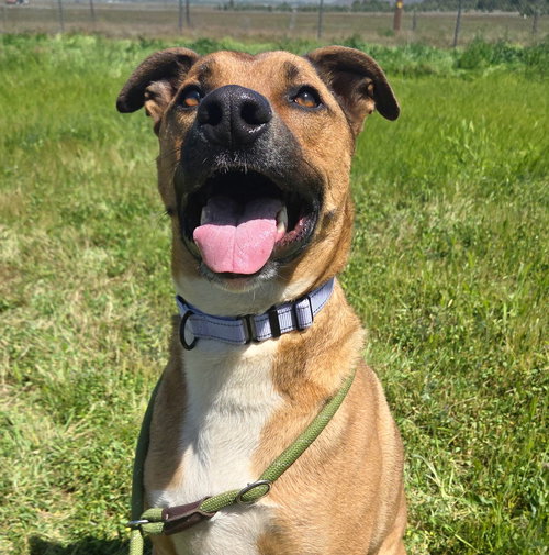 Dusty, an adoptable German Shepherd Dog in Yreka, CA