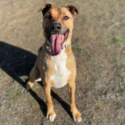 picture of the dog needing adoption