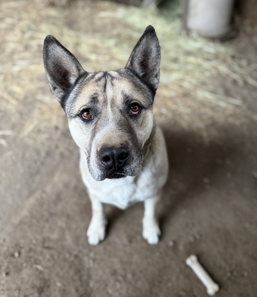 Boris, photo 15