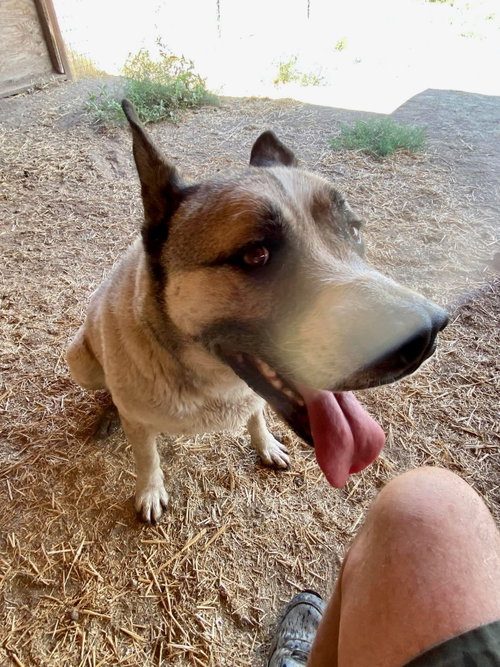 Boris, photo 14