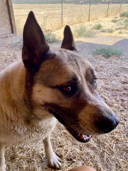 Boris, photo 19
