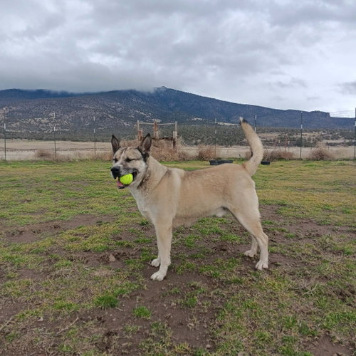 Boris, photo 6