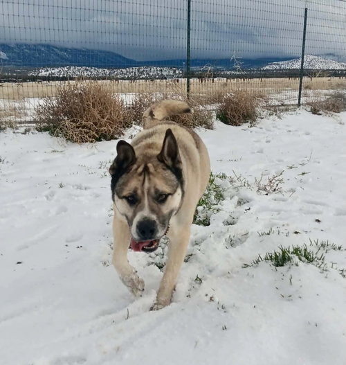Boris, photo 12